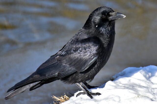 カラスの夢,宝くじに当たる,死骸