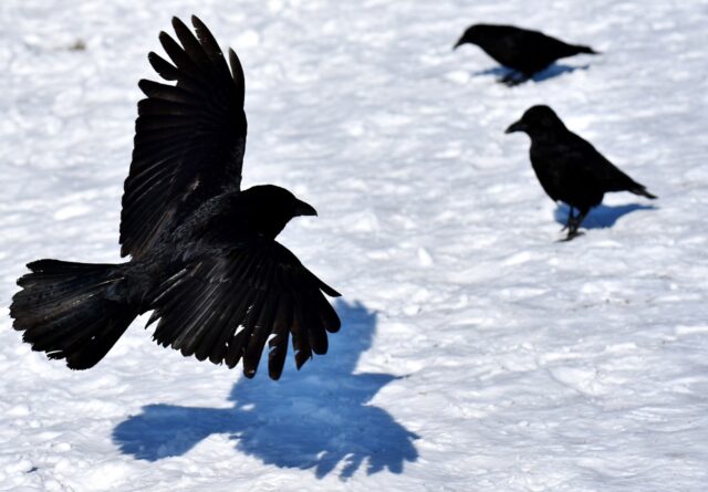 カラスの夢,宝くじに当たる,死骸