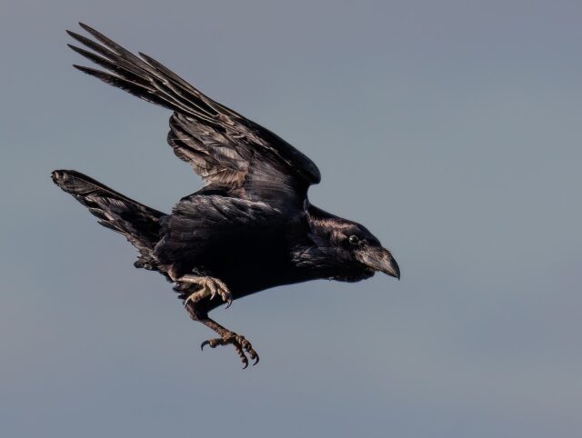 カラスの夢,宝くじに当たる,死骸