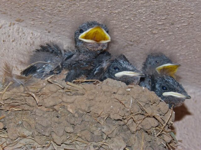 ツバメの夢,宝くじ,関係