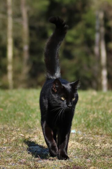 黒猫,夢,宝くじ,当たる