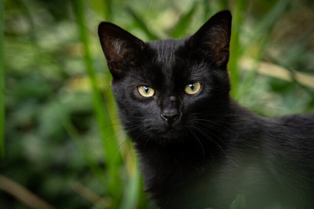 黒猫,夢,宝くじ,当たる