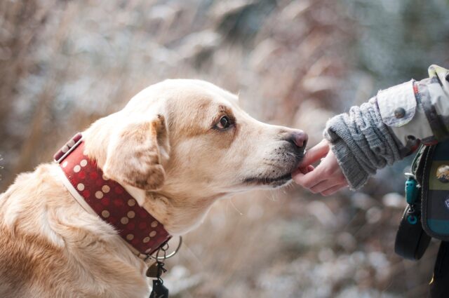 犬の夢,人間関係,サイン