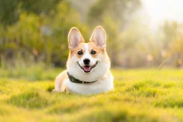 犬の夢,人間関係,サイン