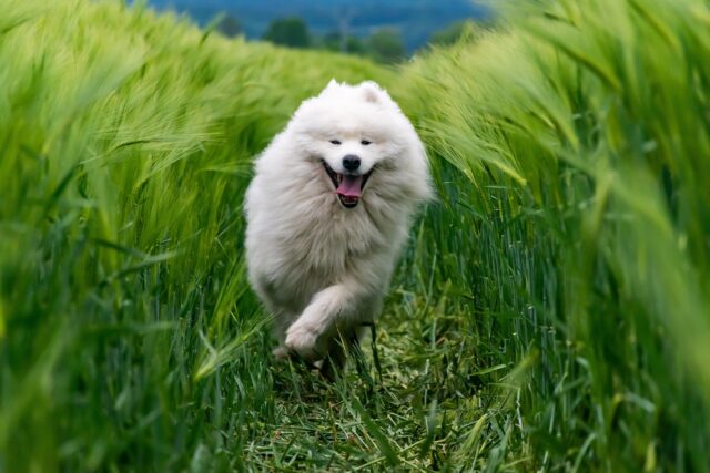 犬の夢,人間関係,サイン