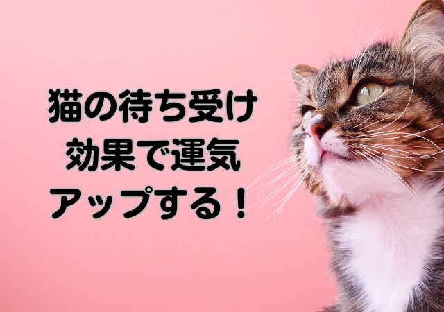 猫,待ち受け